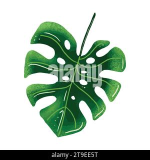 Una pianta di Monstera dalla giungla tropicale con foglie verdi. L'illustrazione è evidenziata su uno sfondo bianco. Illustrazione Vettoriale