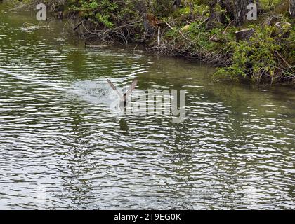 duck decolla splendidamente dalla superficie del lago Foto Stock