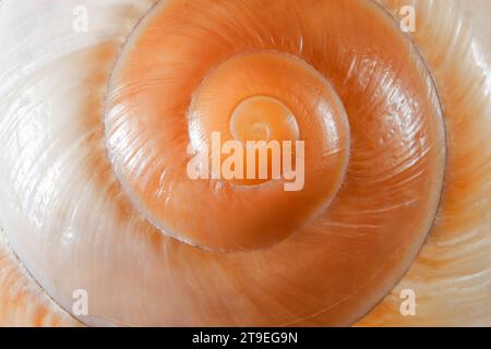 Shell Sea Spiral Twisted, vista macro ravvicinata Foto Stock