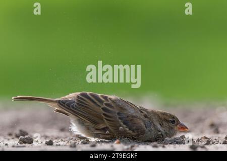 Passeri della casa [ Passer domesticus ] che si gode un bagno di polvere Foto Stock