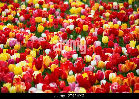 Tulpenfeld zum selberpflücken - hier gesehen am 04.05.2022 in der Gemarkung von Cuxhaven *** campo di tulipani per autoprelievo visto qui il 04 05 2022 nel distretto di Cuxhaven credito: Imago/Alamy Live News Foto Stock