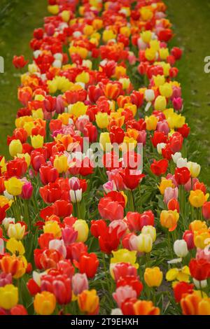 Tulpenfeld zum selberpflücken - hier gesehen am 04.05.2022 in der Gemarkung von Cuxhaven *** campo di tulipani per autoprelievo visto qui il 04 05 2022 nel distretto di Cuxhaven credito: Imago/Alamy Live News Foto Stock