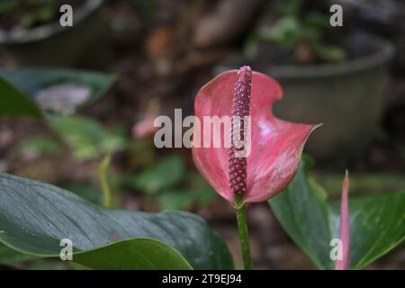 Vista laterale dei minuscoli fiori bianchi su uno spadix di colore marrone di un fiore di Anthurium rosa scuro nel giardino Foto Stock