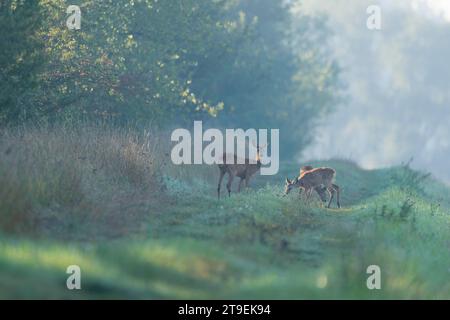 Capriolo europeo (Capreolus capreolus), cervo con due fauci in piedi su un sentiero, fauna selvatica, Turingia, Germania Foto Stock