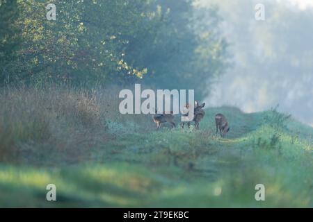 Capriolo europeo (Capreolus capreolus), cervo con due fauci in piedi su un sentiero, fauna selvatica, Turingia, Germania Foto Stock