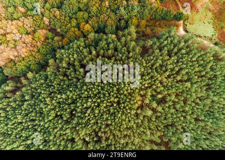 Vista aerea della foresta autunnale. Splendido paesaggio naturale in Spagna Foto Stock