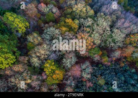 vista aerea con droni di una foresta caduca Foto Stock