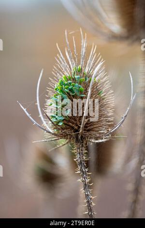 Teste di semi di teglia che mostrano la germinazione dei semi in situ Foto Stock