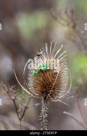 Teste di semi di teglia che mostrano la germinazione dei semi in situ Foto Stock