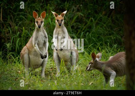 Wallaby Whiptail - coppia di Notamacropus parryi o due wallaby nel campo sull'erba del Carnarvon National Park, situato nella cintura meridionale di Brigalow Foto Stock