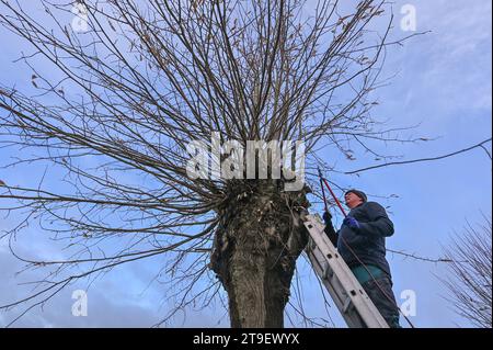 Petersdorf, Germania. 25 novembre 2023. Un uomo taglia i rami da un tiglio nel quartiere Oder-Spree (vista aerea con un drone). A intervalli regolari, circa ogni due o tre anni, i germogli degli alberi, che costeggiano un piccolo viale che conduce al cimitero, vengono tagliati. Questo conserva l'aspetto inconfondibile degli alberi, che hanno più di 60 anni. Crediti: Patrick Pleul/dpa/ZB/dpa/Alamy Live News Foto Stock