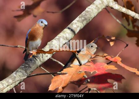 Un primo piano di due uccelli blu orientali appollaiati su un ramo di albero Foto Stock