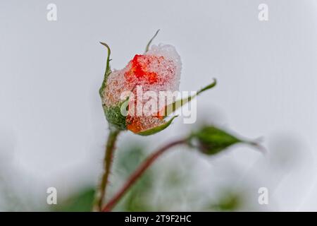 Und dann kam der Winter. Die Rosenknospen werden vom frischen Schnee eingehüllt. Eisenärzt Bayern Deutschland *** e poi è arrivato l'inverno le cime di rosa sono coperte di neve fresca Eisenärzt Baviera Germania Copyright: XRolfxPossx Credit: Imago/Alamy Live News Foto Stock