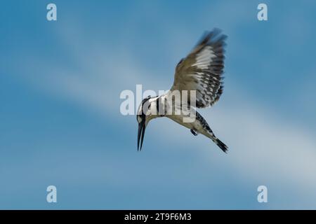 Pied Kingfisher - Ceryle rudis specie di acqua bianca e nera kingfisher ampiamente distribuita in Africa e Asia. Caccia ai pesci. Volare in aria Foto Stock