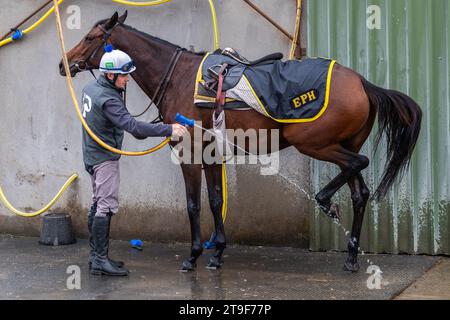 Stable Hand si allunga lungo un cavallo sponsorizzato da Bermingham Cameras Harty Racing dopo una sessione di allenamento al galoppo al Curragh, Co. Kildare, Irlanda. Foto Stock