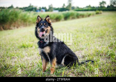 Ritratto di un cane pastore boemo seduto all'aperto Foto Stock
