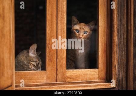 Curioso gatto zenzero sta guardando attraverso la finestra e il gatto tabby dorme in casa Foto Stock