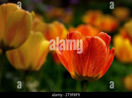 Un singolo fiore di tulipani rosso e arancione brillante, su uno sfondo di fiori soffici Foto Stock