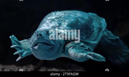 Vista ravvicinata frontale di una tartaruga cinese dal guscio molle (Pelodiscus sinensis) Foto Stock
