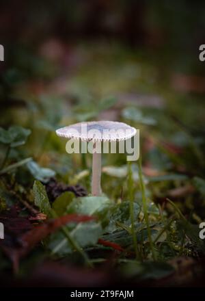 Fungo cofano lilla, una specie di funghi Bonnet, che cresce attraverso lo stampo di foglie di un pavimento forestale nella regione francese della Dordogna Foto Stock