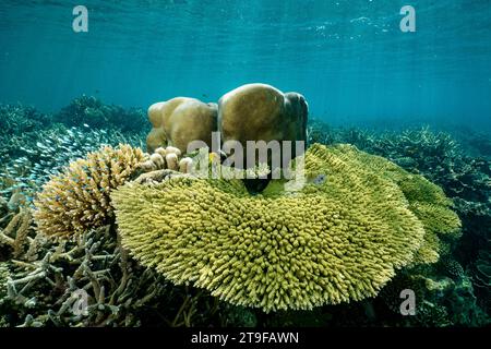 Nuota con la bassa marea sulla barriera corallina della laguna di Mayotte nell'Oceano Indiano Foto Stock
