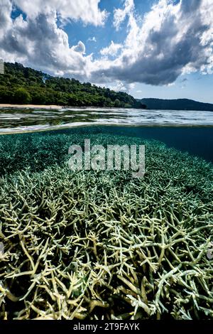 Nuota con la bassa marea sulla barriera corallina della laguna di Mayotte nell'Oceano Indiano Foto Stock