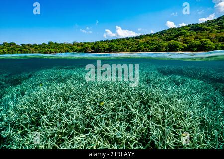 Nuota con la bassa marea sulla barriera corallina della laguna di Mayotte nell'Oceano Indiano Foto Stock