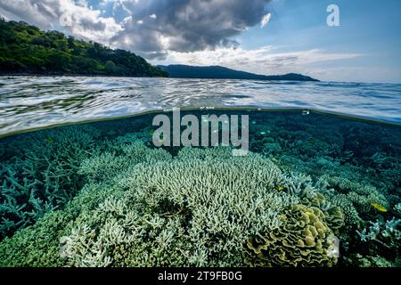 Nuota con la bassa marea sulla barriera corallina della laguna di Mayotte nell'Oceano Indiano Foto Stock
