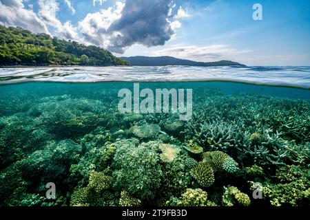 Nuota con la bassa marea sulla barriera corallina della laguna di Mayotte nell'Oceano Indiano Foto Stock