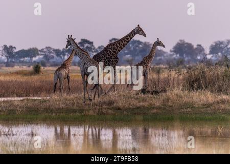 Un gruppo di tre giraffe nel Delta dell'Okavango, Botswana. Foto Stock