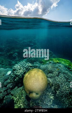 Nuota con la bassa marea sulla barriera corallina della laguna di Mayotte nell'Oceano Indiano Foto Stock