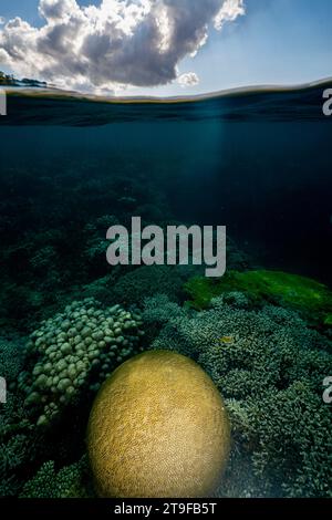 Nuota con la bassa marea sulla barriera corallina della laguna di Mayotte nell'Oceano Indiano Foto Stock
