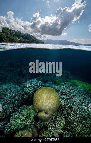 Nuota con la bassa marea sulla barriera corallina della laguna di Mayotte nell'Oceano Indiano Foto Stock