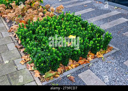 Letto con piante di bosso (Buxus sempervirens) in un giardino urbano. Foto Stock