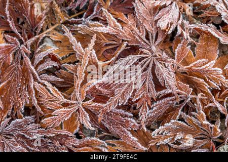 Acer Tree Leaves; Covered in Frost; UK Foto Stock