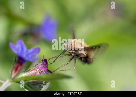 Dotted Bee Fly; Bombylius Discolor; Flight; UK Foto Stock