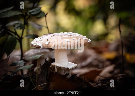 Fungo Panther cap, una specie di funghi Amanita, che cresce attraverso lo stampo di foglie di un pavimento forestale nella regione francese della Dordogna Foto Stock