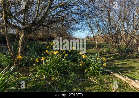 Narcisi all'inizio della primavera; Regno Unito Foto Stock