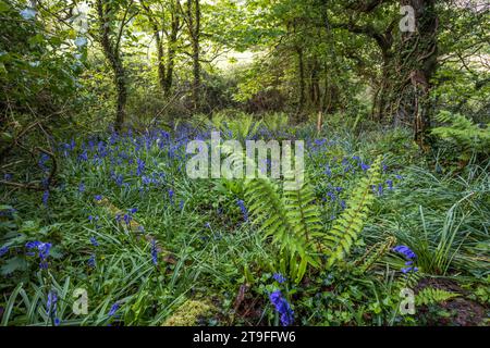Woodland Glade with Bluebells and Ferns; Spring; UK Foto Stock