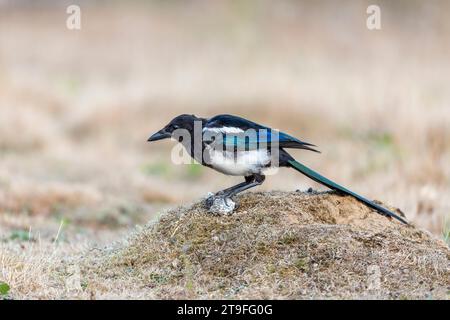 Magpie; Pica pica; con lamina d'argento; UK Foto Stock