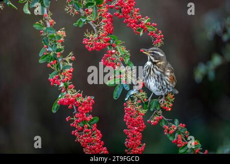Redwing; Turdus iliacus; su Pyracantha mangiare un Berry; UK Foto Stock