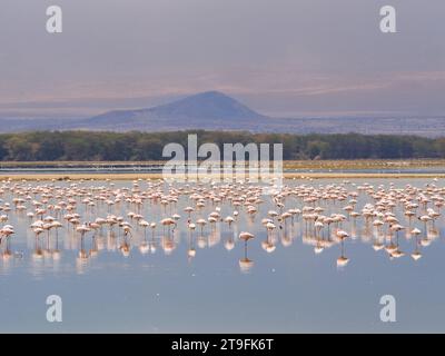 Pink Flamingos nel Parco Nazionale di Amboseli, Kenya, Africa, ottobre 2022 Foto Stock