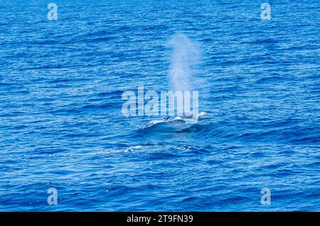 Gita turistica per l'avvistamento delle balene da una barca nel mar mediterraneo. Foto Stock