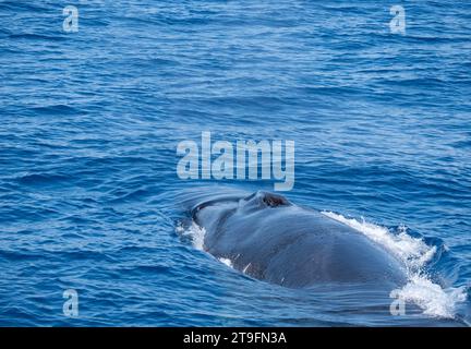 Gita turistica per l'avvistamento delle balene da una barca nel mar mediterraneo. Foto Stock