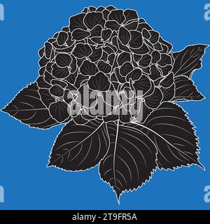 Fiore di ortensia in fiore, illustrazione vettoriale botanica in bianco e nero. Profilo Hydrangea, silhouette. Illustrazione Vettoriale