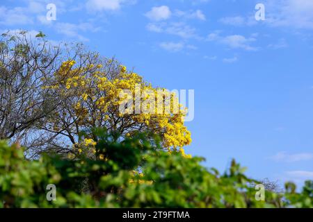 Bloom dettaglio in giallo ipe tree con un luminoso cielo blu Foto Stock