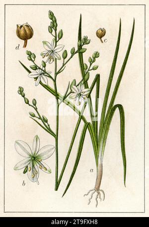 Ramosum di Giglio di San Bernardo, Anthericum ramosum, (libro botanico, 1906), Rispige Graslilie Foto Stock