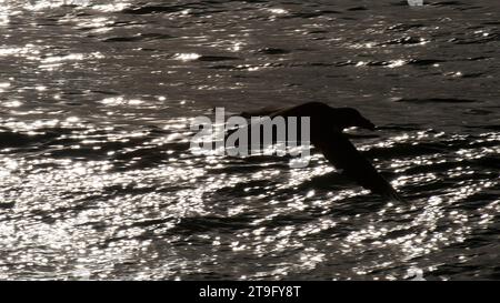 Petrel gigante , Penisola Valdes, patrimonio dell'umanità dell'UNESCO, provincia di Chubut, Patagonia, Argentina. Foto Stock