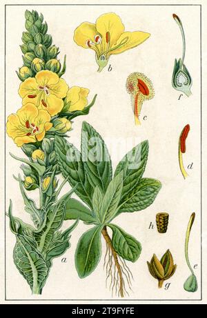 Denseflower mullein Verbascum densiflorum, (libro botanico, 1903), Großblütige Königskerze Foto Stock