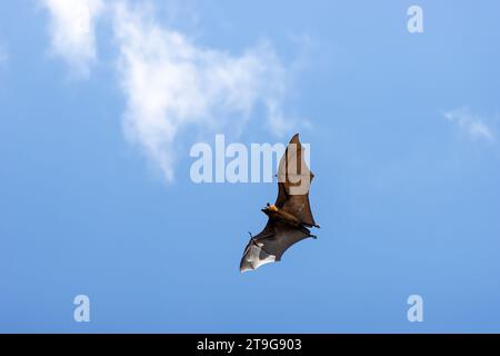 Volo fruitbat a Tissamaharama, Sri Lanka Foto Stock